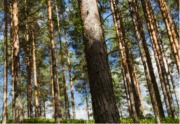 photo of forest